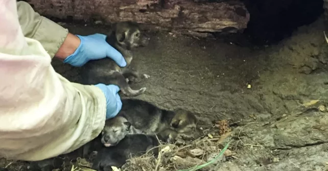 Des chiots loups du zoo d'Akron placés dans une tanière adoptive