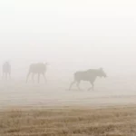 Une bonne nouvelle pour les troupeaux migrateurs ?