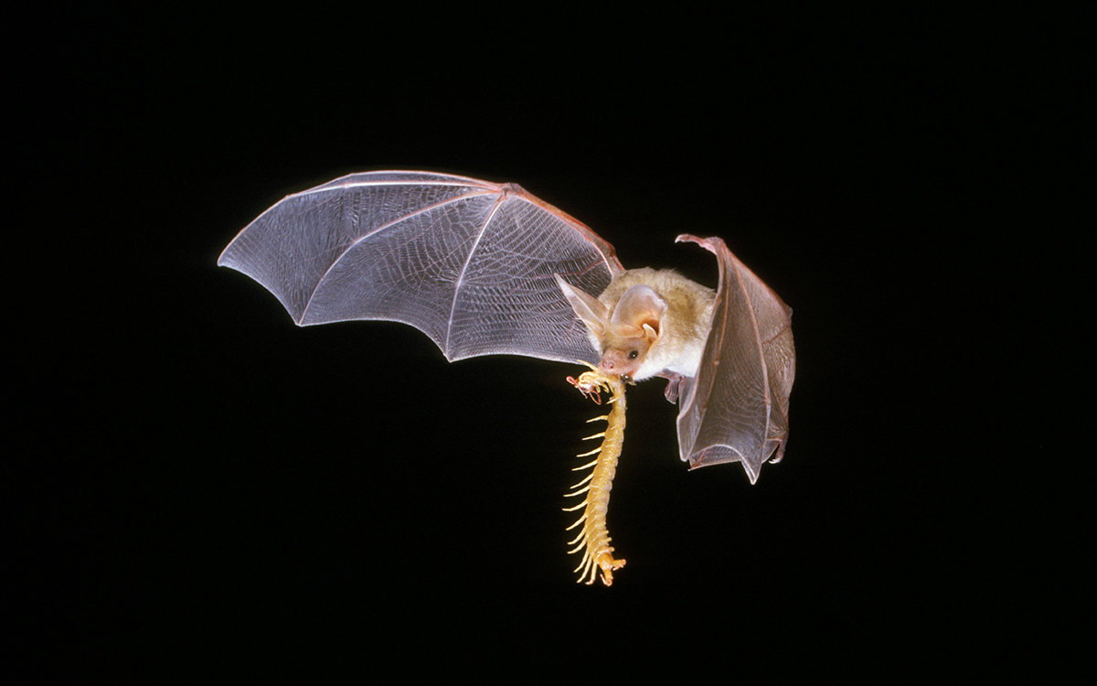 Une grande chauve-souris pâle vole avec un mille-pattes presque aussi gros qu'elle qui pend de sa bouche. 