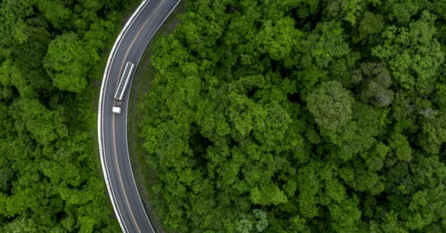 Une vue aérienne d'une forêt fragmentée par une route.