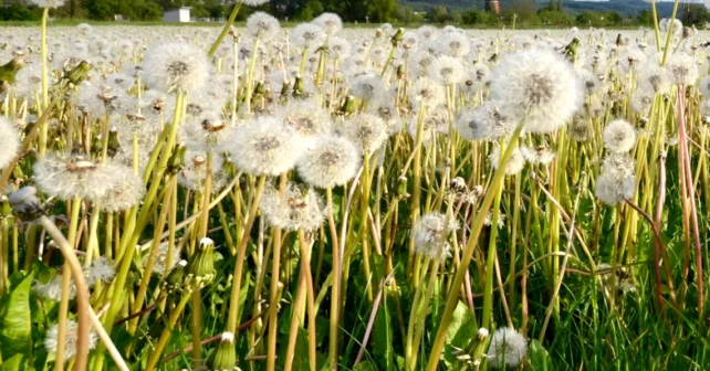 Champ de pissenlits avec de grosses graines gonflées prêtes à exploser