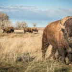 Vous pouvez visiter le Serengeti américain à vélo