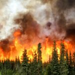 Les incendies de forêt sont de plus en plus dangereux à cause du changement climatique – Découvrez les conséquences!