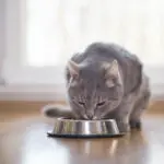 Comment assurer une nutrition adaptée et équilibrée à son chat ?