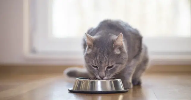 Comment assurer une nutrition adaptée et équilibrée à son chat ?