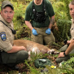 Attaque fatale d'un lion de montagne de Washington : l'autopsie