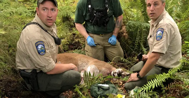 Attaque fatale d'un lion de montagne de Washington : l'autopsie