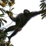 Les populations de chimpanzés et de gorilles d’Afrique s’améliorent mais restent en danger