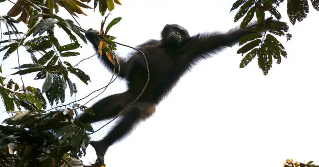 Les populations de chimpanzés et de gorilles d’Afrique s’améliorent mais restent en danger