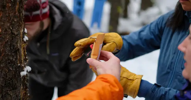 Des scientifiques citoyens sur skis travaillent pour sauver les carcajous