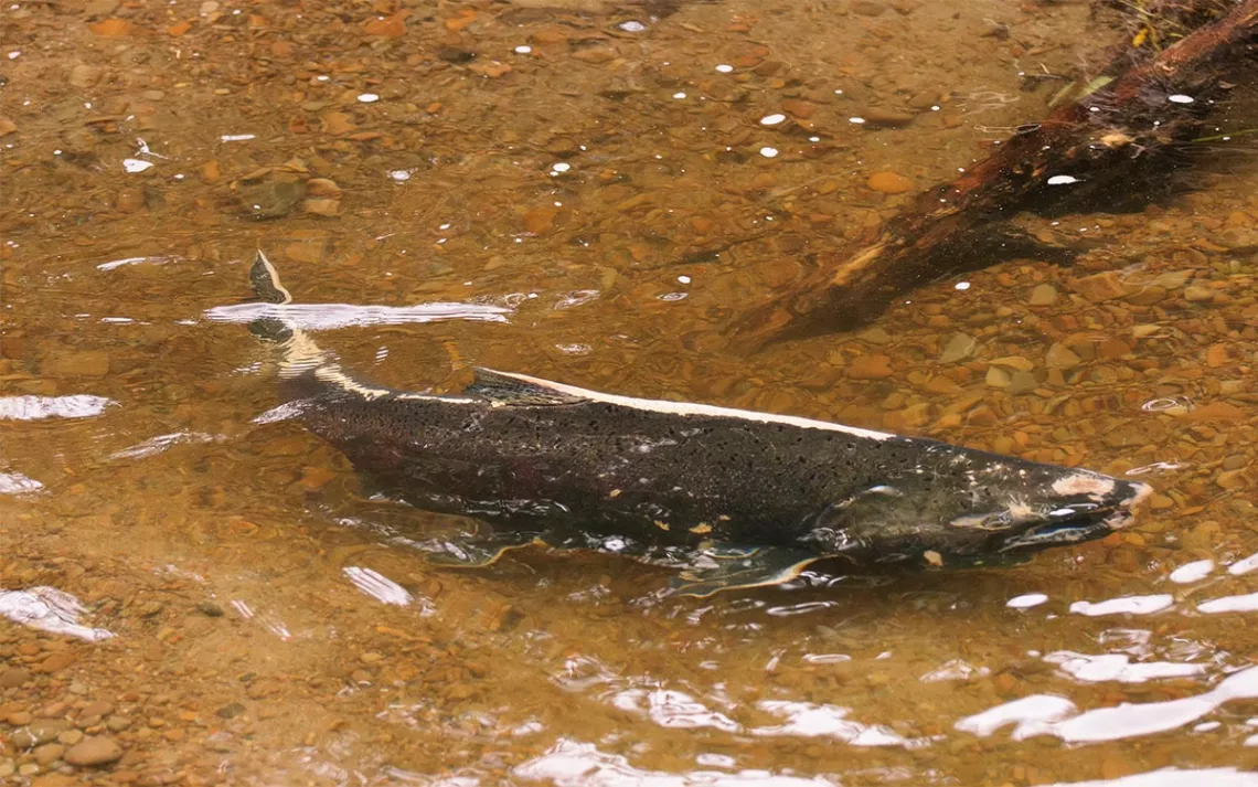 Le saumon Chinook sauvage d'automne fraye dans un ruisseau côtier du sud-ouest de l'Oregon.