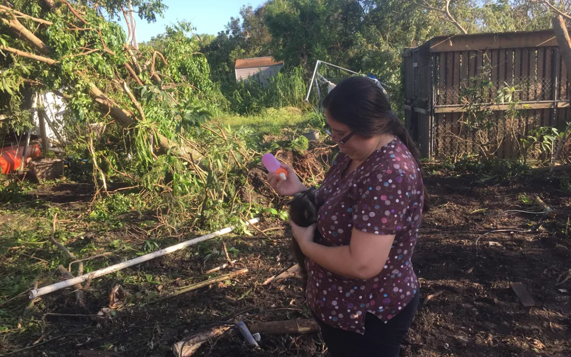 Un vétérinaire rééducateur nourrit un raton laveur blessé à la suite de l'ouragan Irma.