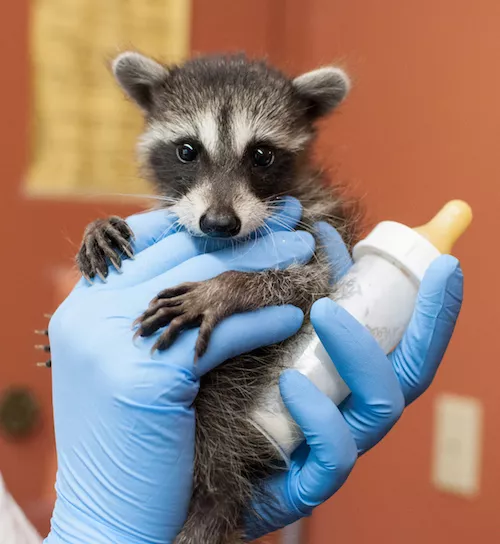 Un bébé raton laveur réhabilité