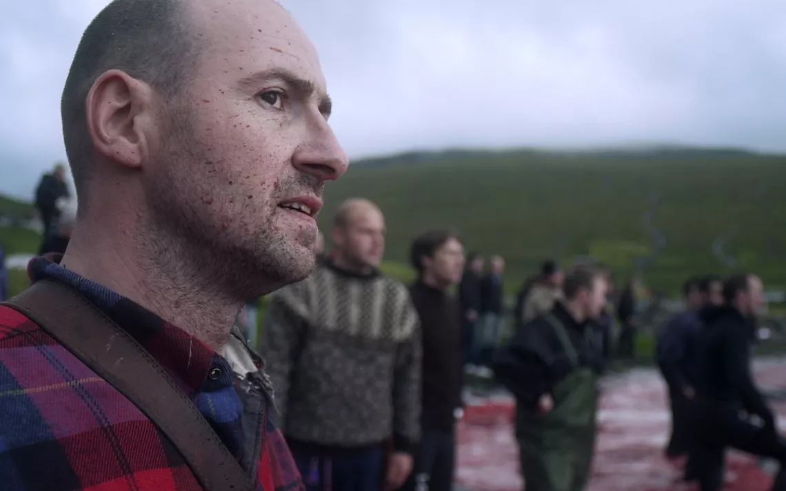 À la fin d'une chasse au globicéphale, des centaines de personnes se dirigent vers la plage, impatientes d'obtenir une part gratuite de la viande.