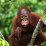 Incroyable ! Découvrez l’orang-outan qui parle comme un humain ! 🙉🗣️