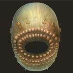 Découvrez l’incroyable découverte : la plus ancienne ancêtre de l’homme était une créature à grande bouche et minuscule !