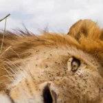 Ce photographe animalier se rapproche de ses sujets