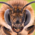 Comment le buzz des abeilles blesse les abeilles sauvages
