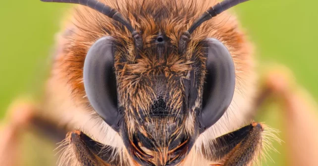 Grossissement extrême de l'abeille.