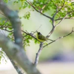 Comment le changement climatique met les oiseaux chanteurs en danger