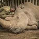 Derniers moments déchirants du dernier rhinocéros blanc du Nord mâle