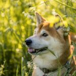 Guide du Shiba Inu