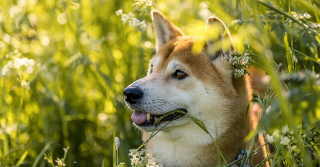 Guide du Shiba Inu