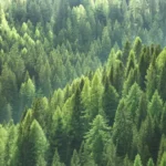 La conservation des forêts fait également partie de la conversation sur le climat