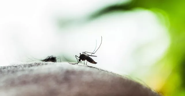 Un moustique Aedes aegypti perché sur la peau humaine