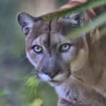 La panthère de Floride, une espèce en voie de disparition, sera-t-elle radiée de la liste ?