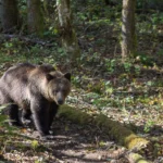 La science guide-t-elle vraiment la façon dont nous gérons la faune ?