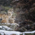 L’administration Trump finalise un plan défectueux de rétablissement du loup mexicain