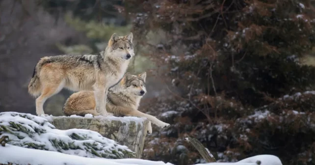 Deux loups gris mexicains