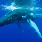 Le bruit assourdissant des tests sismiques menace les mammifères marins