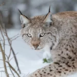 Le commerce croissant des peaux d’ours, de lynx et de loups