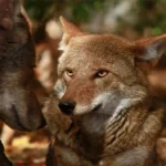 Le loup rouge peut-il survivre une seconde fois à l’extinction ?