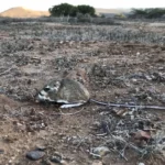 Le rat kangourou de San Quintín « éteint » existe toujours