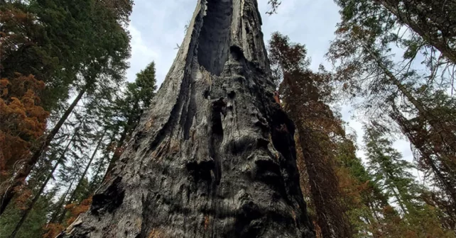 Vieux séquoia brûlé plusieurs fois par le feu, mais toujours vivant avec une seule branche