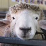 Les 5 meilleures webcams de la faune en hiver