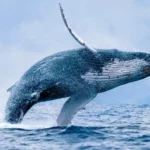 Les baleines comme nous