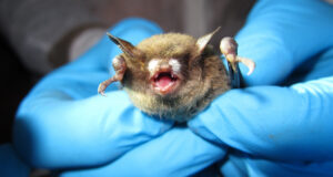 Les chauves-souris pourraient être prêtes à revenir du syndrome du nez blanc