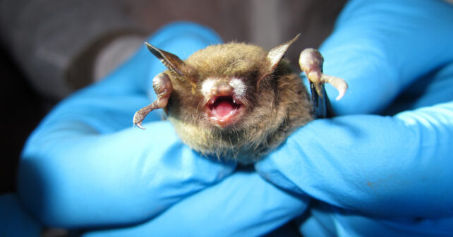 Les chauves-souris pourraient être prêtes à revenir du syndrome du nez blanc