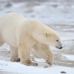 Les gens se présentent à la Semaine de l'ours polaire, mais la glace n'est pas encore là