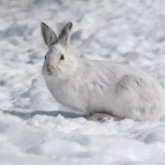 Les lièvres d’Amérique peuvent-ils s’adapter au changement climatique ?