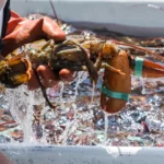 L’industrie du homard prise au piège dans la mort de baleines noires de l’Atlantique Nord