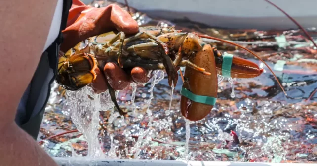 Une main gantée sort un homard d'un réservoir.