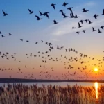 L’intérieur ébranle les plumes à cause de l’affaiblissement de la Loi sur le Traité sur les oiseaux migrateurs