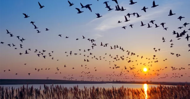 Oies migratrices au coucher du soleil