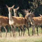 Maladie débilitante chronique : approche d'une population de cerfs près de chez vous