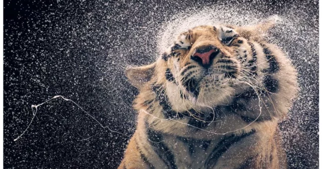 Tigre du Bengale secouant l'eau